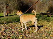 TARA, Hund, Mischlingshund in Slowakische Republik - Bild 5