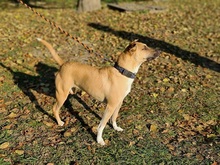 TARA, Hund, Mischlingshund in Slowakische Republik - Bild 9