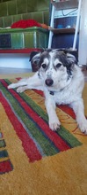 ZUZIE, Hund, Mischlingshund in Rumänien - Bild 1