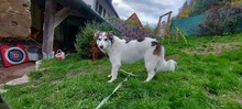 ZUZIE, Hund, Mischlingshund in Rumänien - Bild 3