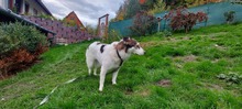 ZUZIE, Hund, Mischlingshund in Rumänien - Bild 4