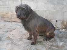 FLEQUI, Hund, Mischlingshund in Spanien - Bild 10