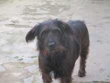 FLEQUI, Hund, Mischlingshund in Spanien - Bild 11