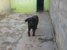 FLEQUI, Hund, Mischlingshund in Spanien - Bild 2