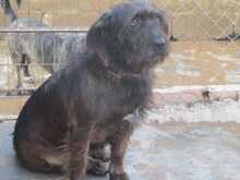 FLEQUI, Hund, Mischlingshund in Spanien - Bild 3