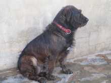 FLEQUI, Hund, Mischlingshund in Spanien - Bild 4