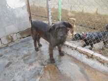 FLEQUI, Hund, Mischlingshund in Spanien - Bild 5