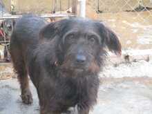 FLEQUI, Hund, Mischlingshund in Spanien - Bild 6