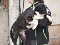 LAGOS, Hund, Maremmano Abruzzese-Mix in Merkendorf - Bild 12