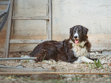 LAGOS, Hund, Maremmano Abruzzese-Mix in Merkendorf - Bild 3