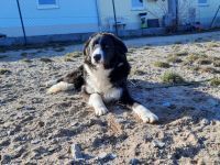 LAGOS, Hund, Maremmano Abruzzese-Mix in Merkendorf - Bild 7