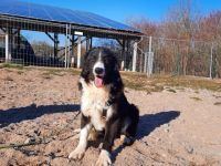 LAGOS, Hund, Maremmano Abruzzese-Mix in Merkendorf - Bild 9