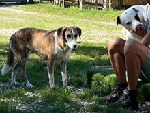 ALEXIS, Hund, Mischlingshund in Bernau - Bild 3