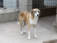ALEXIS, Hund, Mischlingshund in Bernau - Bild 7