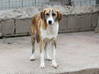 ALEXIS, Hund, Mischlingshund in Bernau - Bild 8