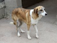 ALEXIS, Hund, Mischlingshund in Bernau - Bild 9