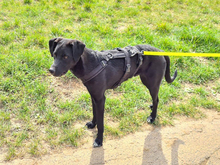 CAPITANO, Hund, Mischlingshund in Heilbronn - Bild 2