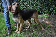 TYRON, Hund, Segugio Español in Italien - Bild 2