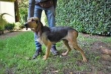 TYRON, Hund, Segugio Italiano in Italien - Bild 11