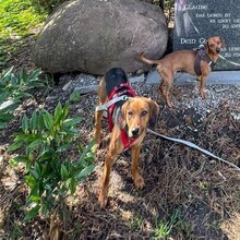 MONA, Hund, Mischlingshund in Augsburg - Bild 11