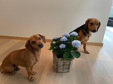 MONA, Hund, Mischlingshund in Augsburg - Bild 13