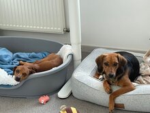 MONA, Hund, Mischlingshund in Augsburg - Bild 14