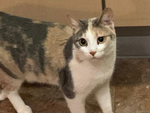 LUCILLE-LUCIA, Katze, Europäisch Kurzhaar in Deißlingen - Bild 1