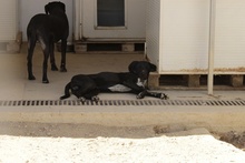 VLADI, Hund, Jagdhund-Mix in Italien - Bild 4