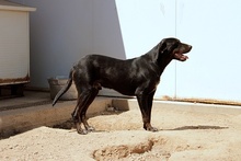 VIRTUS, Hund, Jagdhund-Mix in Italien - Bild 10