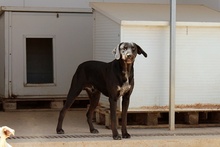 VIRTUS, Hund, Jagdhund-Mix in Italien - Bild 13
