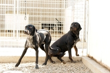 VIRTUS, Hund, Jagdhund-Mix in Italien - Bild 4