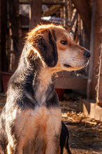 DONA, Hund, Mischlingshund in Bulgarien - Bild 10