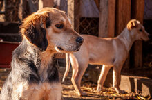 DONA, Hund, Mischlingshund in Bulgarien - Bild 11