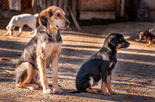 DONA, Hund, Mischlingshund in Bulgarien - Bild 12