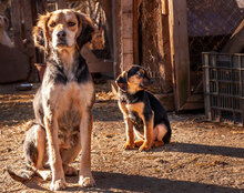 DONA, Hund, Mischlingshund in Bulgarien - Bild 13