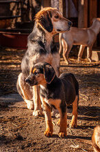 DONA, Hund, Mischlingshund in Bulgarien - Bild 14