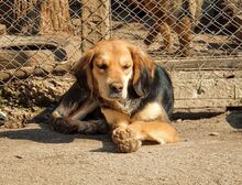 DONA, Hund, Mischlingshund in Bulgarien - Bild 3