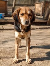 DONA, Hund, Mischlingshund in Bulgarien - Bild 5