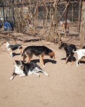 DONA, Hund, Mischlingshund in Bulgarien - Bild 6