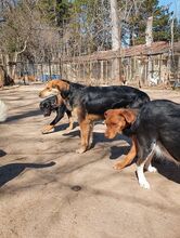 DONA, Hund, Mischlingshund in Bulgarien - Bild 7