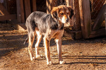 DONA, Hund, Mischlingshund in Bulgarien - Bild 9