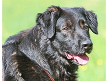 MORAN, Hund, Mischlingshund in Forchheim - Bild 1