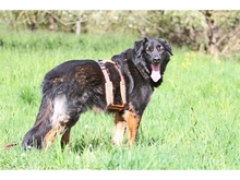 MORAN, Hund, Mischlingshund in Forchheim - Bild 3