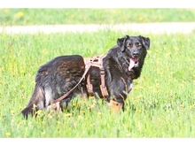 MORAN, Hund, Mischlingshund in Adelsdorf - Bild 4