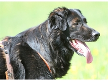 MORAN, Hund, Mischlingshund in Forchheim - Bild 5