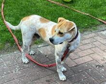 ZEBU, Hund, Mischlingshund in Cuxhaven - Bild 3