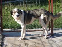 ELA, Hund, Mischlingshund in Rumänien - Bild 1