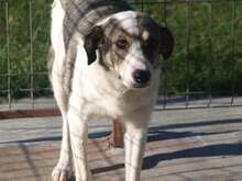 ELA, Hund, Mischlingshund in Rumänien - Bild 2