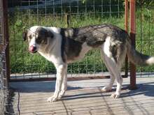 ELA, Hund, Mischlingshund in Rumänien - Bild 4