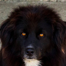 MERKUR, Hund, Mischlingshund in Kroatien - Bild 1